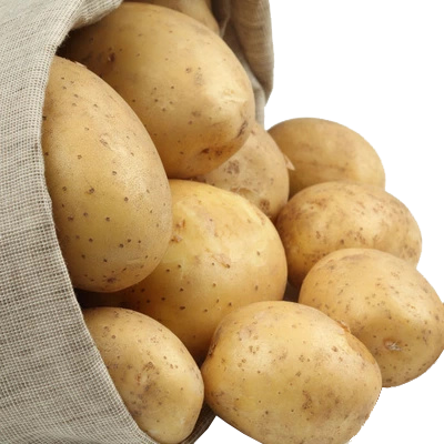 25年春季中加10，晋薯16土豆籽种出售